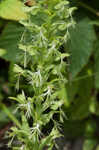 Green fringed orchid